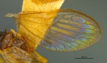 Media type: image;   Entomology 22390 Aspect: Wing hind